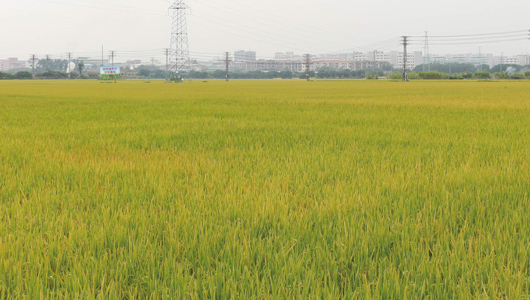 自有基地 供应稳定 从源头保障质量安全